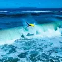 Bodyboard Pride Realest PP+HD Black/Green