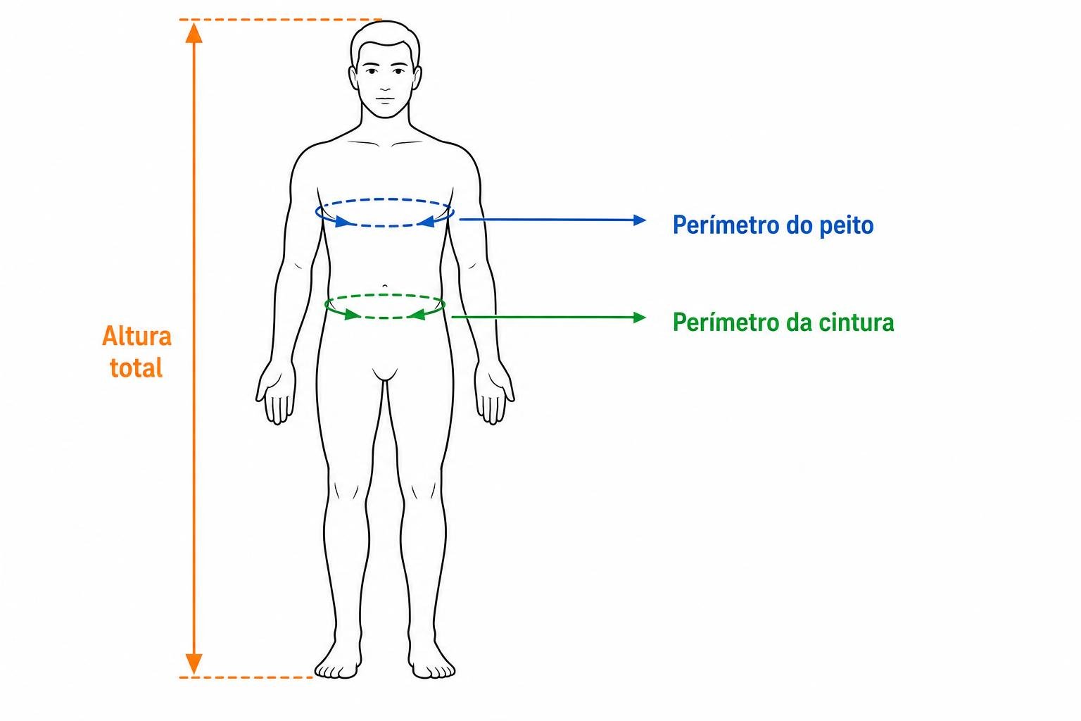 Figura ilustrando medições corporais: altura total, perímetro do peito (círculo azul) e perímetro da cintura (círculo verde).
